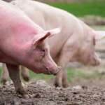 creșterea porcilor în gospodării, pesta porcină taie porcul, porcii din gospodării vaccin PPA DSV, noi focare de pesta porcină africană