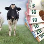 subventia de 73 de euro cap de vaca, APIA, ANT, crescătorii de bovine, ANTZ 100 euro, vaci, judecata, sprijin achizitie juninci, plăți APIA