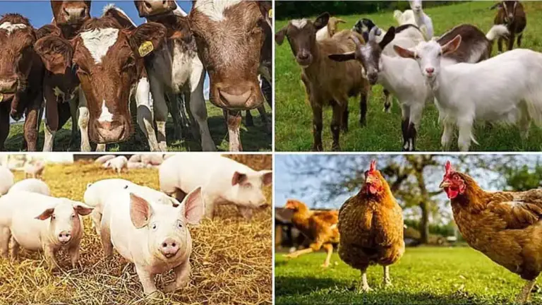 crescătorii de animale