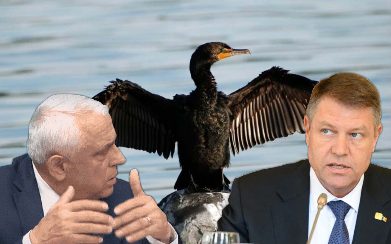 Iohannis-Daea-cormorani cormorani Daea