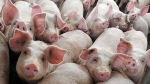 Pesta porcină, porci uciși, fermă de porci, PPA, crescătorii de porci