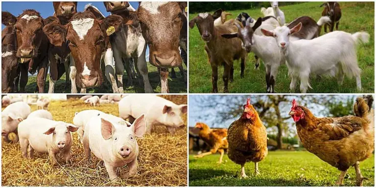 animale