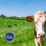 APIA ajutor de stat, sancțiuni APIA vaci de lapte
