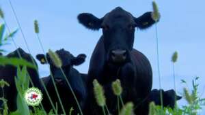 bovine