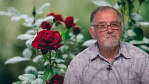 tratament pentru trandafiri cum se fac taierile la trandafiri cum se ingrijesc plantele ornamentale cum se inmultesc trandafirii, Cum tratăm frunzele ruginii la trandafiri, tăierile la trandafiri