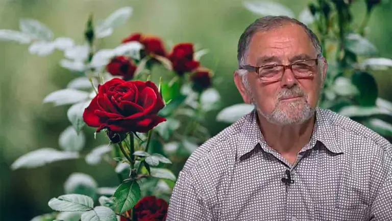 tratament pentru trandafiri cum se fac taierile la trandafiri cum se ingrijesc plantele ornamentale cum se inmultesc trandafirii, Cum tratăm frunzele ruginii la trandafiri, tăierile la trandafiri