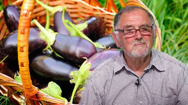 tratament pentru vinete
