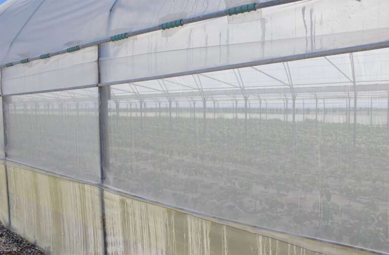 plasa antiinsecte