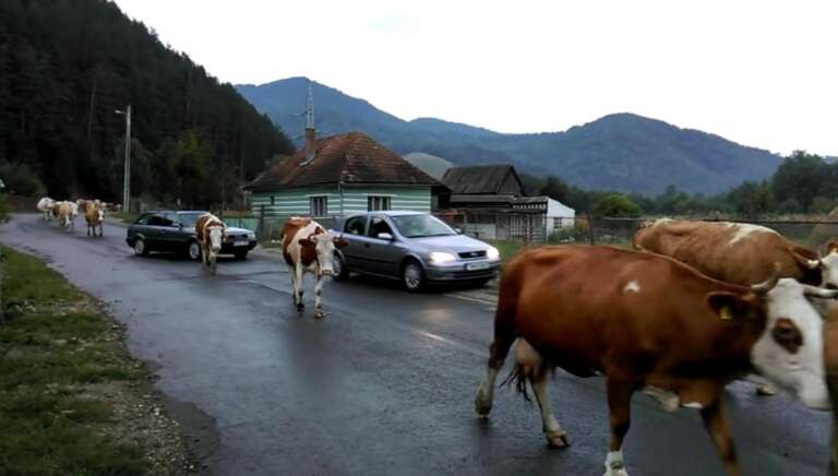 trafic