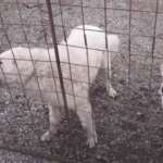 sterilizare și microcipare gratuită a câinilor gestionarea câinilor fără stăpân