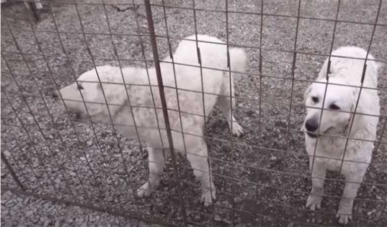 sterilizare și microcipare gratuită a câinilor gestionarea câinilor fără stăpân