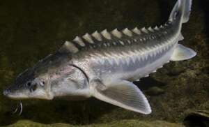 sturion