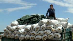 cartofi de lunguletu