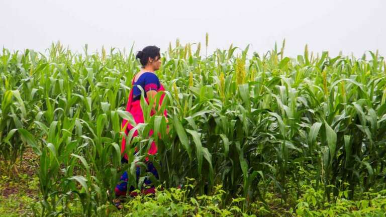 sorg, planta din Africa