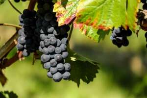 Viticultorii