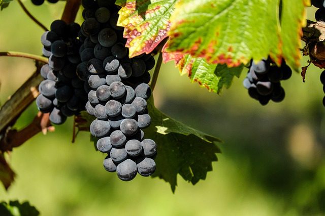 Viticultorii