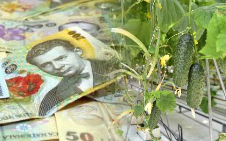 legume cultivate în spații protejate, ajutor de minimis