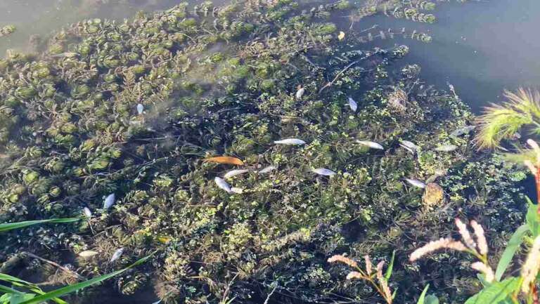 pesti morti dezastru ecologic