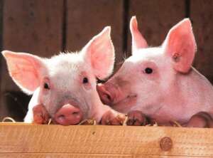 porc