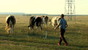 animalele