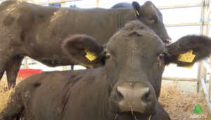 Aberdeen Angus