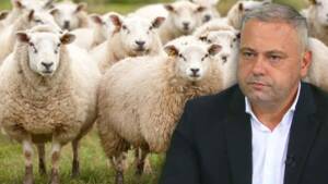 crescătorii de oi, subvențiile pentru animale crotalii oierii, exportul de ovine, crescătorii de ovine, exportul de animale vii ministrul agriculturii, societatile de ameliorare, exportul de animale vii