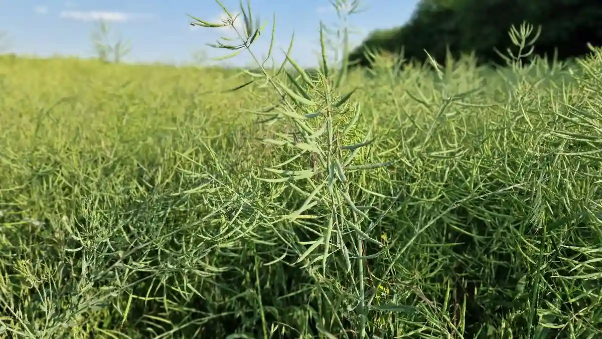 Producție de peste 5 tone/ha la rapiță. Ce tehnologie au folosit fermierii 5 Producție de peste 5 tone/ha la rapiță. Ce tehnologie au folosit fermierii campioni la rapiță