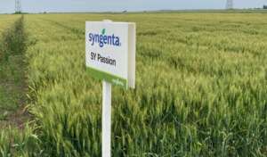Portofoliul de cereale Syngenta