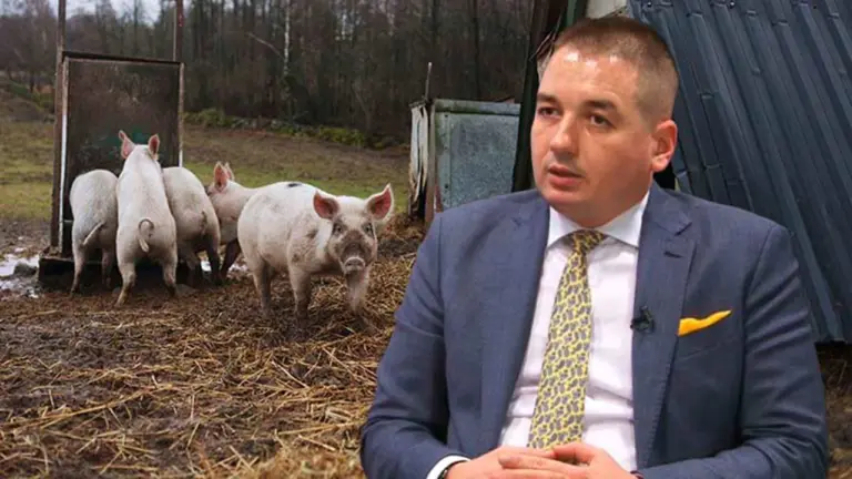 Legea porcului pesta porcina africana ANSVSA, porci, PPA