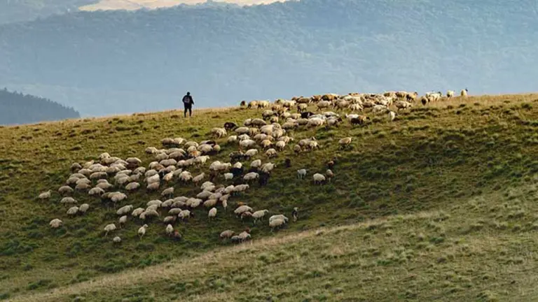 cioban pajisti pasuni zootehnie, crescatori, finantare, cioban român dat dispărut