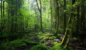 proprietarii de pădure, suprafața împădurită a României