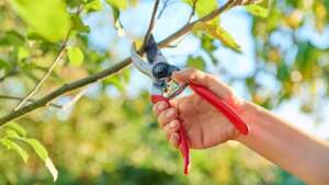 taierile in verde la pomii fructiferi taierile la pomii fructiferi taierile de primavara in livezi