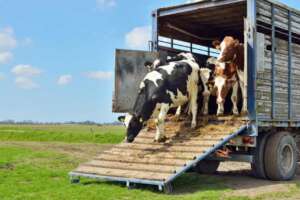 bovine, bunăstarea animalelor ANSVSA