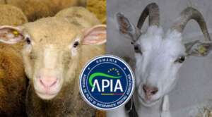Sancțiuni APIA ovine/caprine