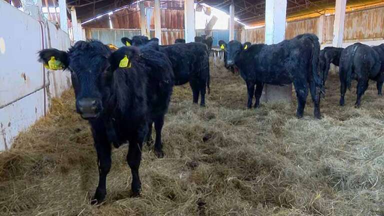 crescătorii de bovine de carne