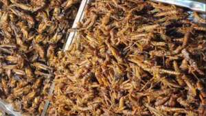 făină de insecte