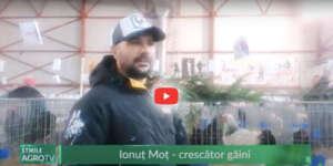 afaceri