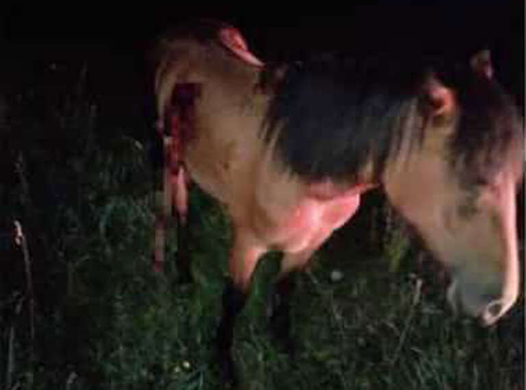 animale, și-a bătut calul