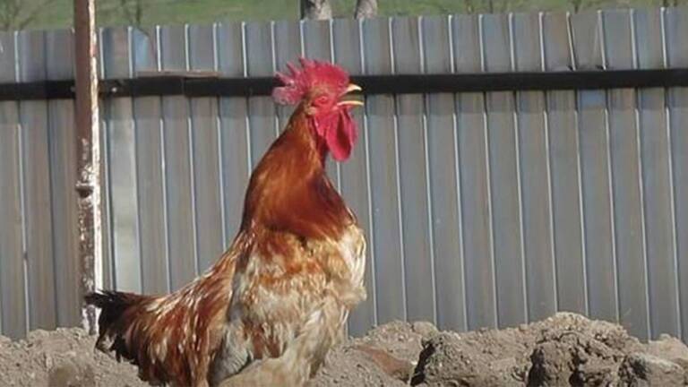 Cocos-1280 cocoși, cocoșii cântă mai devreme