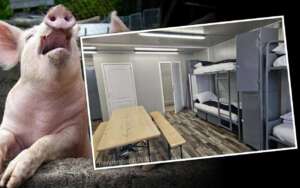 pușcărie în ferma de porci