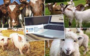 AFIR, precizări importante pentru fermierii din sectorul zootehnic! 3 AFIR, precizări importante pentru fermierii din sectorul zootehnic! AFIR sectorul zootehnic