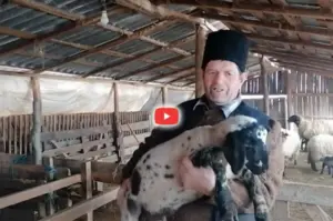 mielul de Paște, prețul cărnii de miel