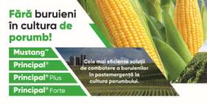 Cele mai eficiente soluții de combatere a buruienilor în postemergență la cultura porumbului Afaceri ovine