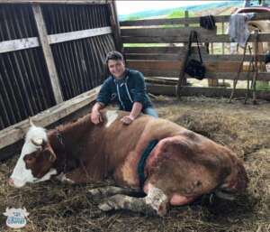 veterinar