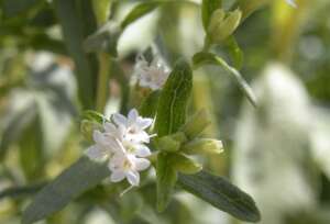 stevia rebaudiana