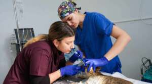 Aparat de anestezie veterinară, de ultimă generație achiziționat la USV Iași 1 Aparat de anestezie veterinară, de ultimă generație achiziționat la USV Iași Aparat de anestezie veterinară, de ultimă generație achiziționat la USV Iași Actualitate Aparat de anestezie