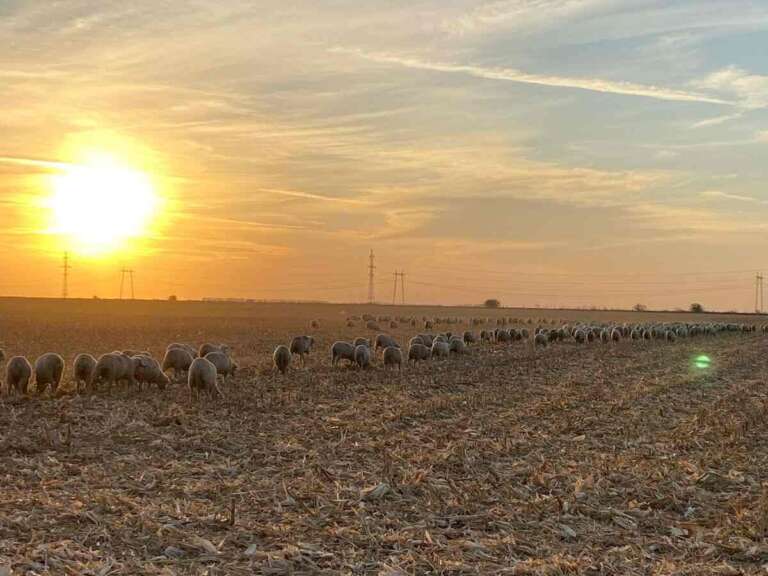 ovine