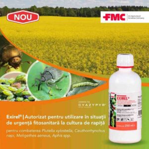 Autorizare de urgență a insecticidului Exirel® de la FMC, pentru combaterea celor mai păgubitori dăunători din culturile de rapiță Advertorial dăunători