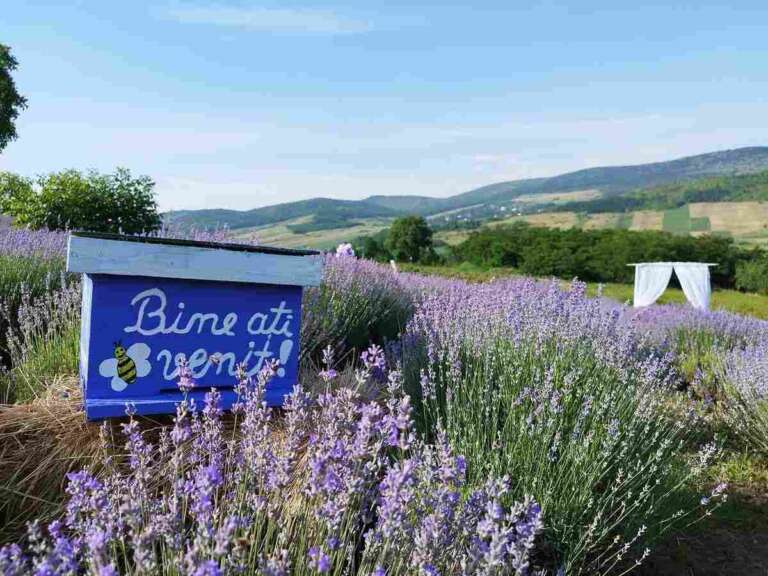 lavanda