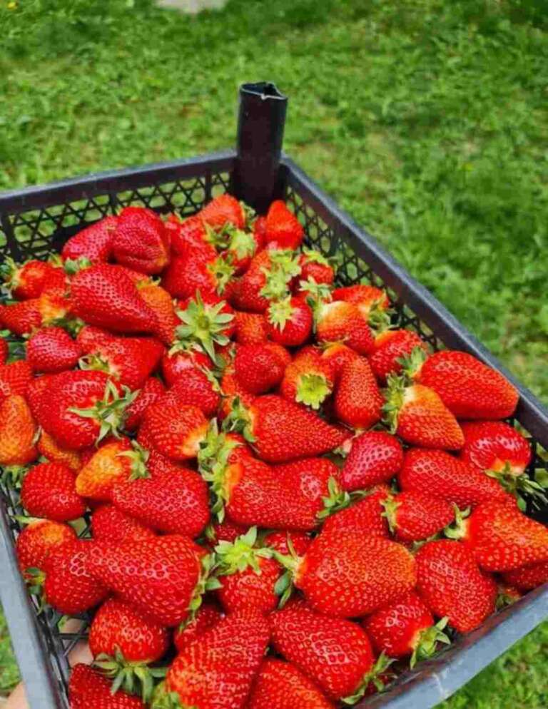 căpșune